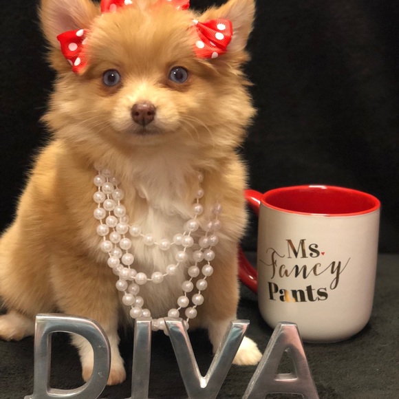 ❤️😍 PLEASE READ (MEET THE POSHER) - Picture 4 of 6